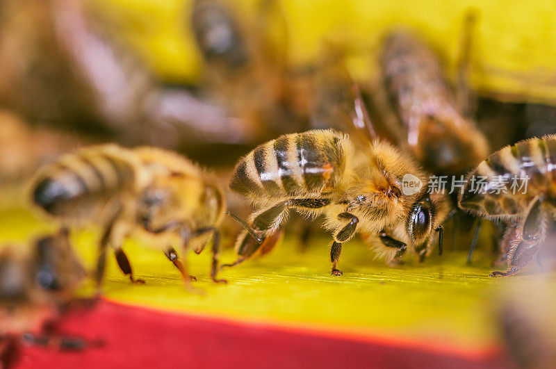蜜蜂蜂拥