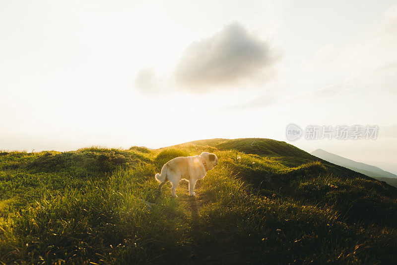 小美丽的狗享受他最好的生活看日落在山