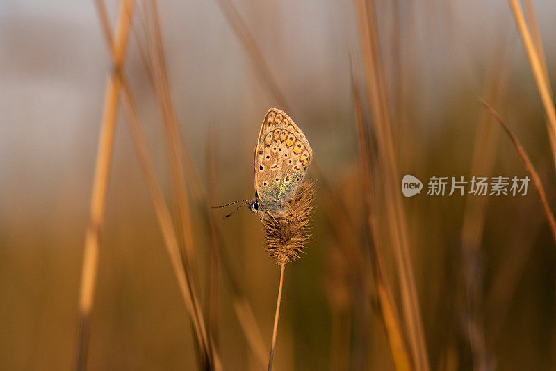 常见的蓝色蝴蝶