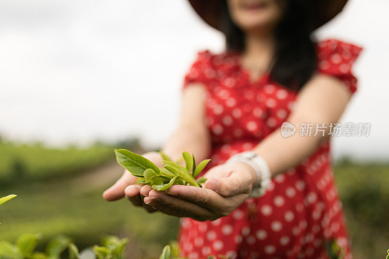 近距离看亚洲妇女的手拿着茶叶，她在种植园里采摘。