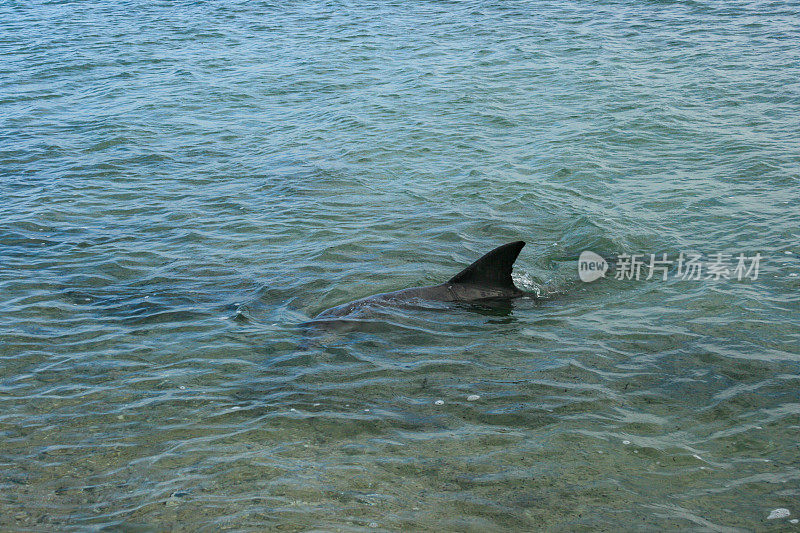 在西澳大利亚的猴子米亚，鲨鱼湾航行和观看海豚