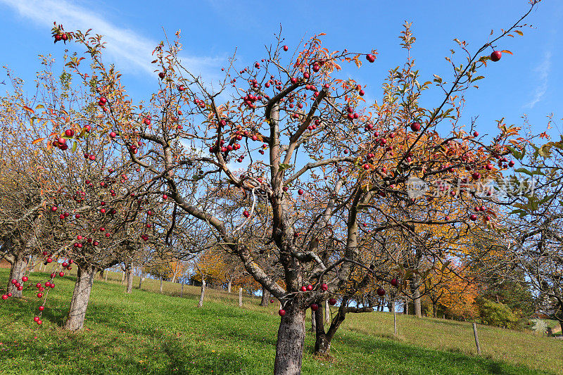 最后几个成熟的红苹果还挂在树上
