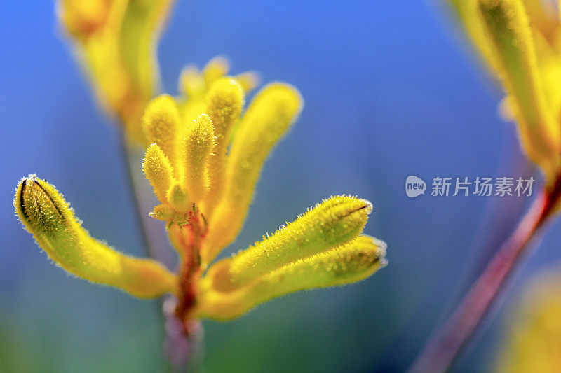 袋鼠爪黄花，微距，背景与复制空间