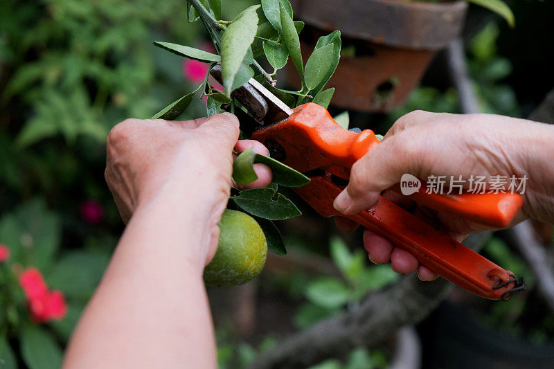 一位面目人非的老妇人正在用剪子收割新鲜的酸橙