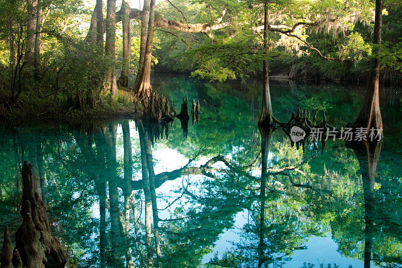 佛罗里达淡水泉-柏树游泳洞-自然美景