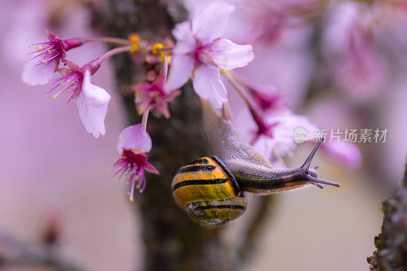 蜗牛在樱花树开花