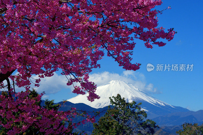 富士山和樱花:从神奈川县松田山看