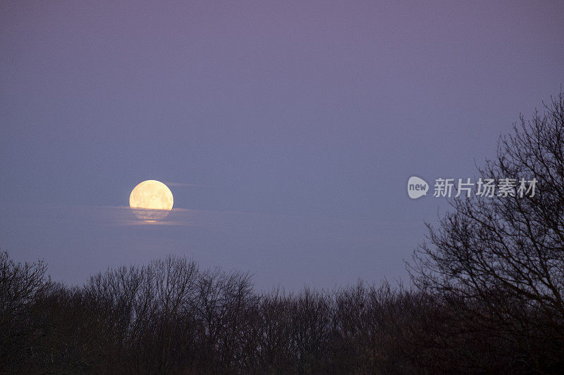 林地上空的满月