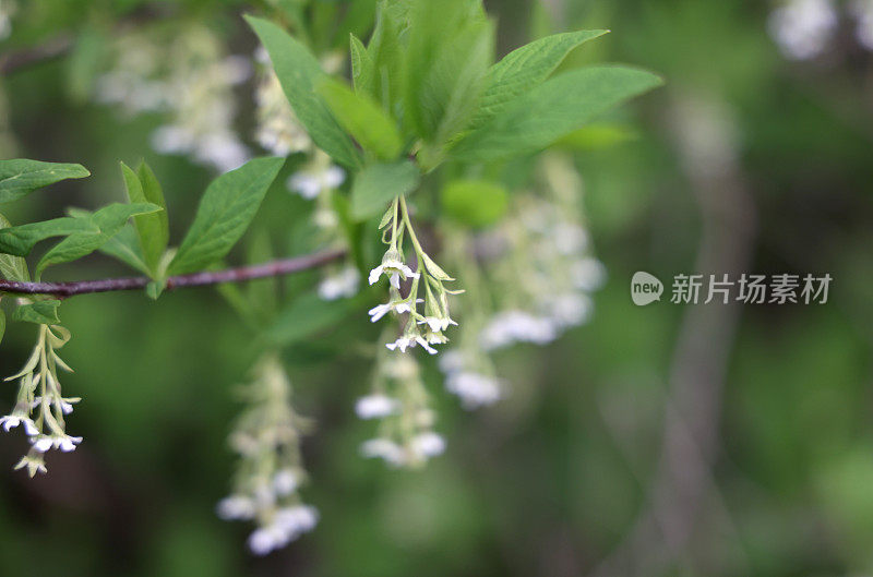 太平洋海岸上的印度梅花在早春时节盛开