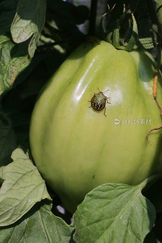 一种绿番茄上的绿盾虫(绿盾虫，南方臭虫)