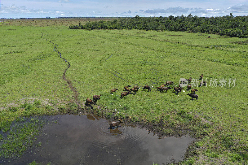 航拍非洲森林水牛在雨林，刚果