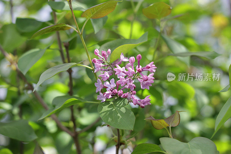 在仲春的丁香圆锥花序