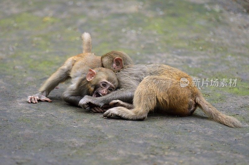 两只玩耍的小猴子