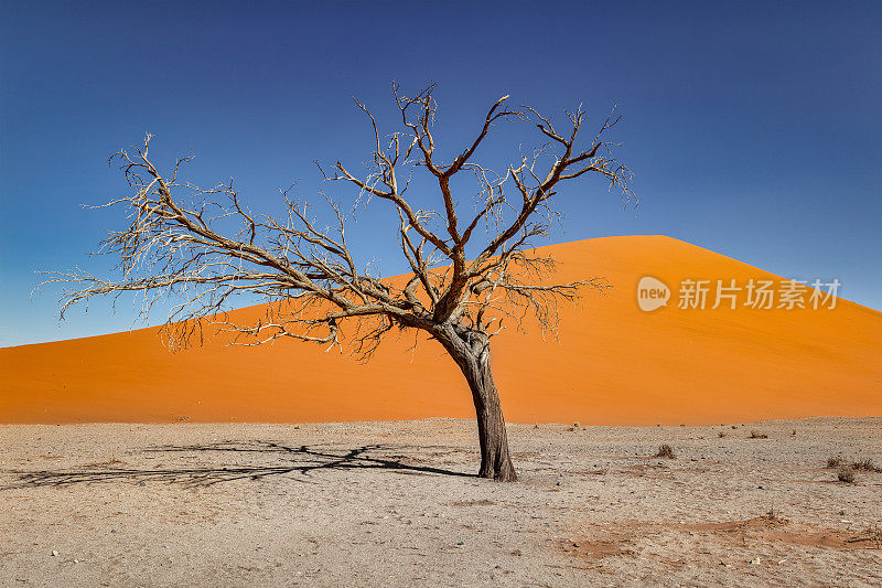 孤独的骨架树在沙漠沙丘45纳米比亚索索斯夫莱