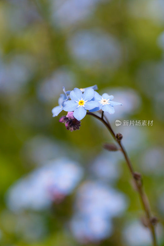 美丽的勿忘我不是花