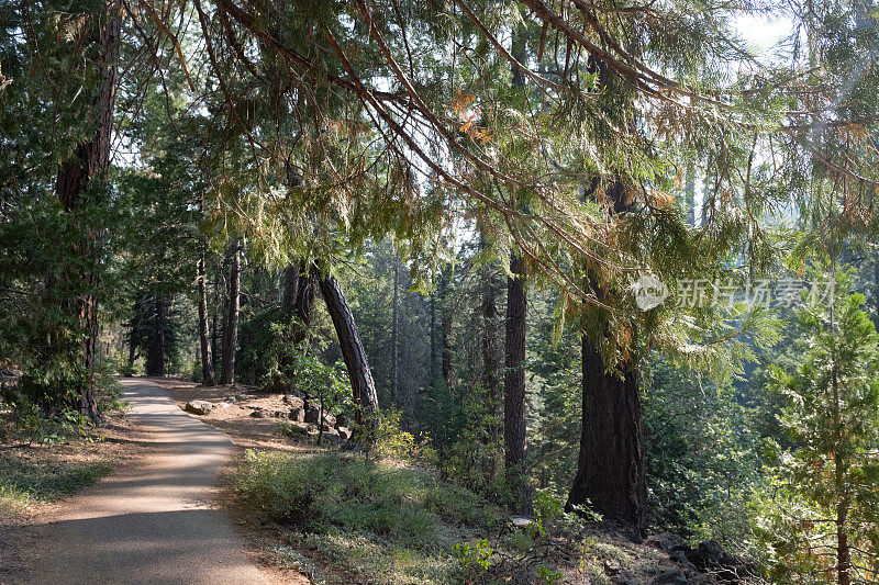 在加州沙斯塔山国家森林的树荫小径