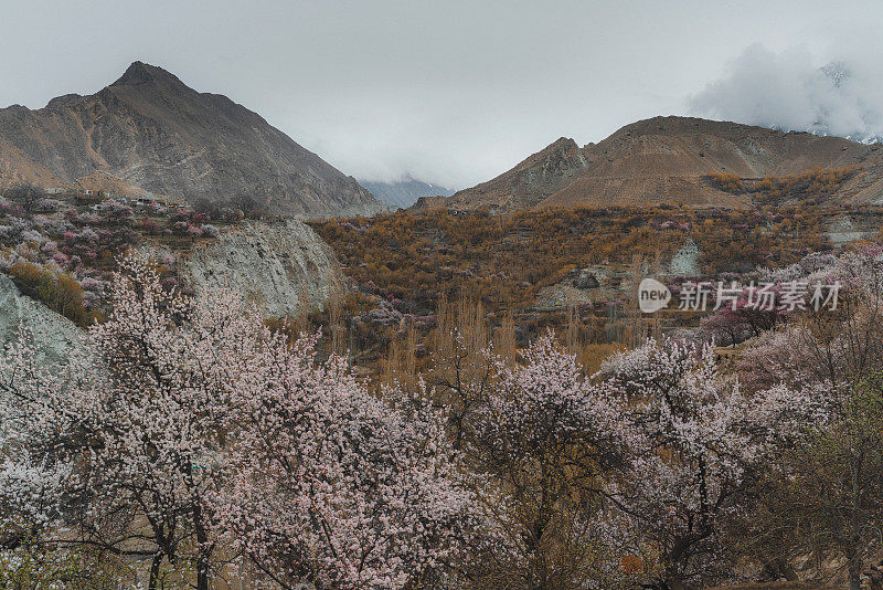 巴基斯坦北部杏花美景