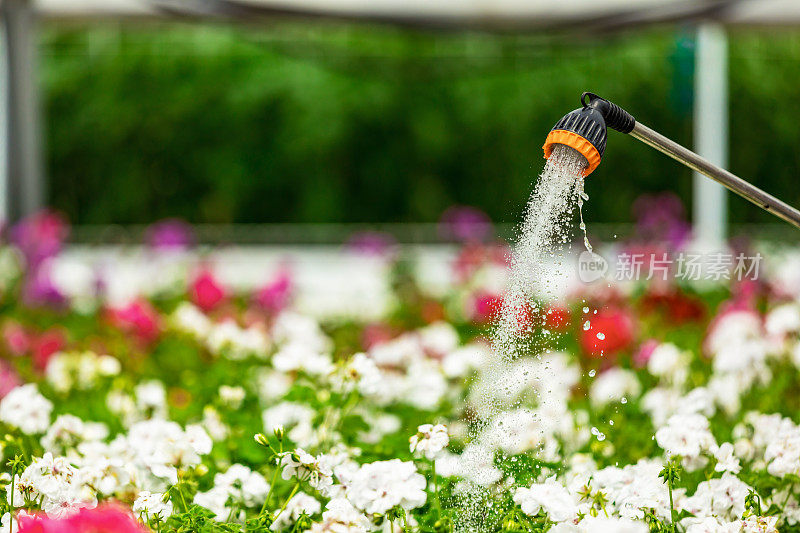 给温室里的植物浇水