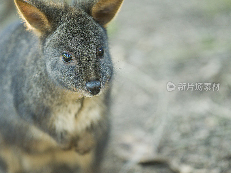 Pademelon,澳大利亚有袋类动物