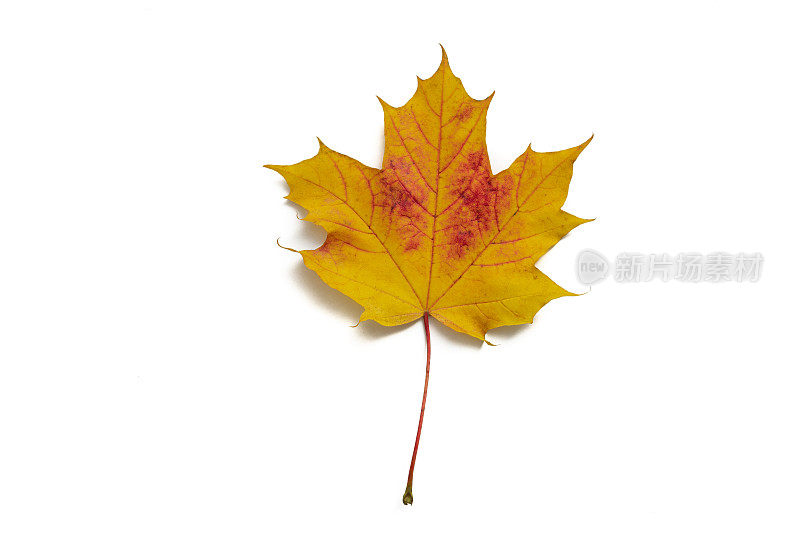 秋天的枫叶，单一片落叶留下一片空白