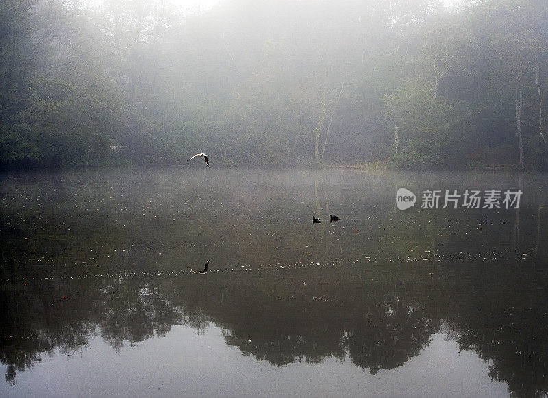 森林湖和林地野生动物，萨里，英格兰，英国