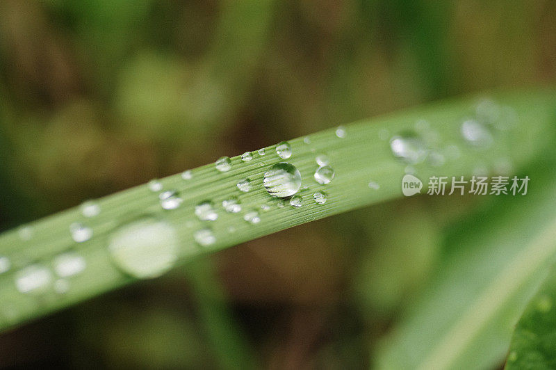 水滴在草地上