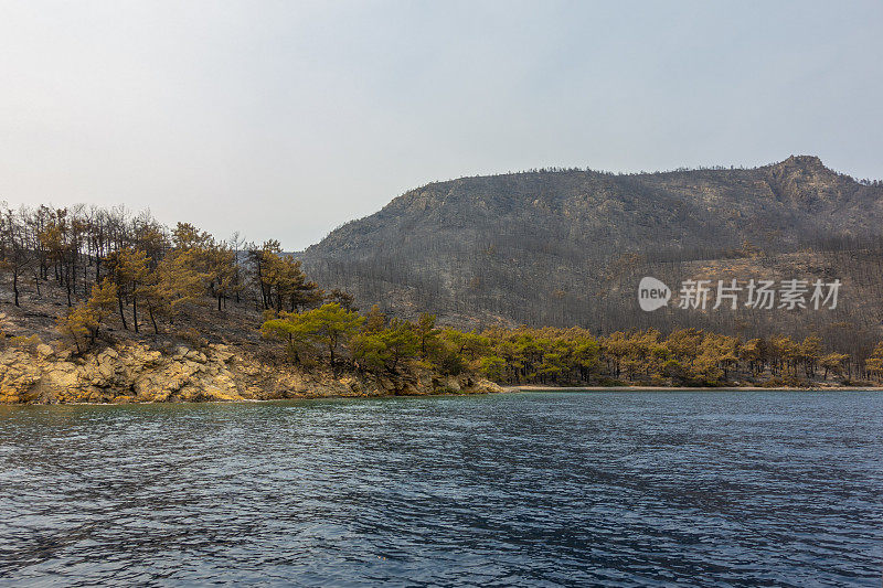 海岸森林大火之后