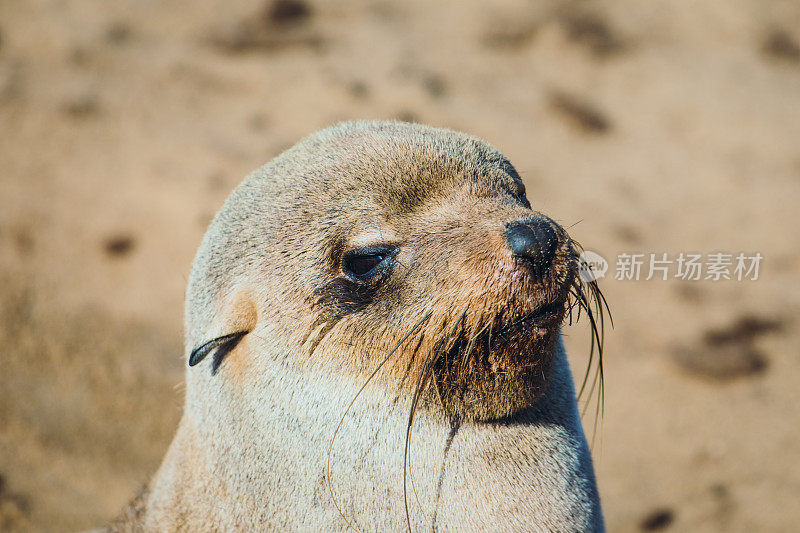 纳米比亚克罗斯角野生动物保护区的南非海狗