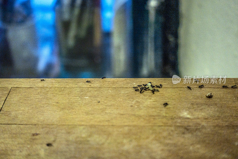 一群黑蚂蚁在厨房桌子上吃奶酪