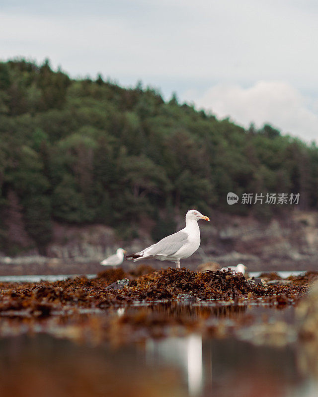 阿卡迪亚国家公园的海鸥