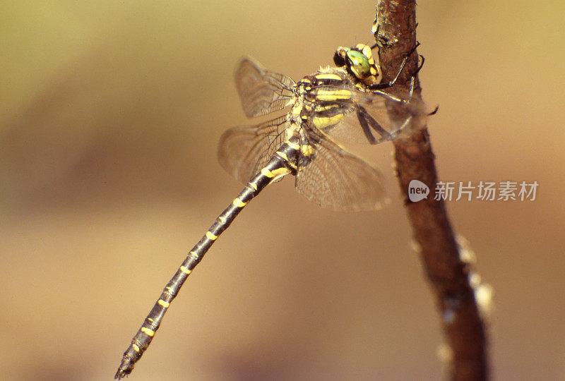 普通金环蜻蜓(灯芯绒)雄性