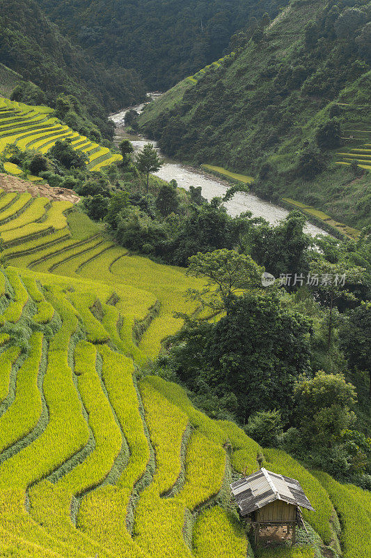 在越南的木仓柴，严白，山丘陵山谷的农村地区的水稻梯田。