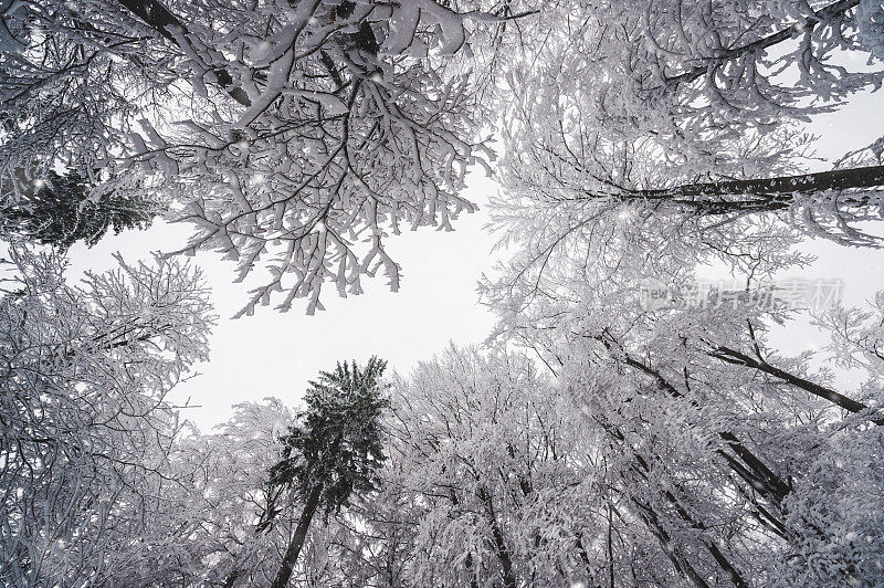 白雪覆盖的树梢映衬着白色的天空