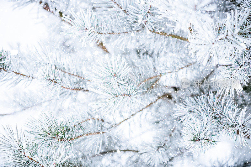 冬天的场景-冻松的树枝上覆盖着一层雪。森林里的冬天