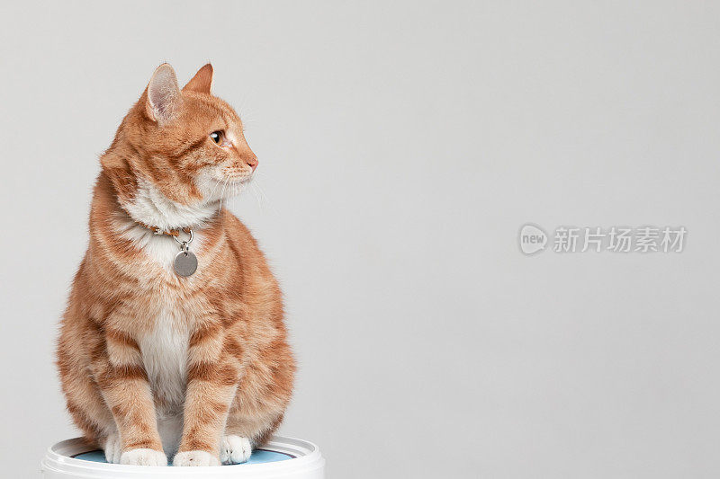 动物肖像姜猫在工作室与白色孤立的背景。概念摄影与复制空间，家猫坐着放松。