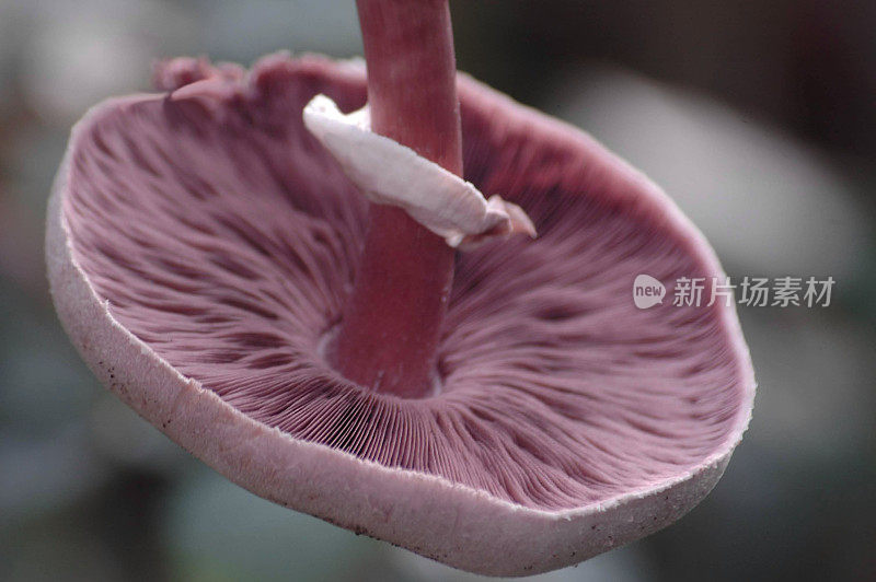 紫紫色的野生魔术蘑菇帽和鳃宏观，底部视图