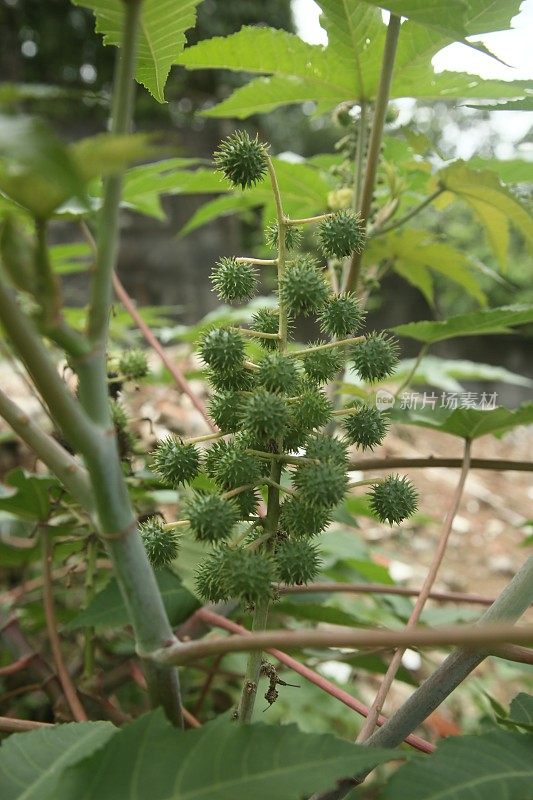 蓖麻属植物