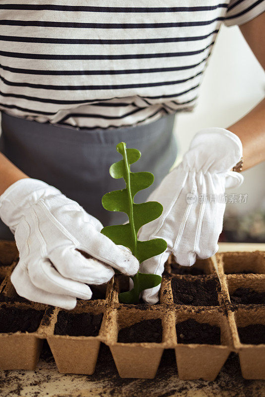 室内花园:一位匿名女子在可生物降解的花盆里种植植物的特写镜头