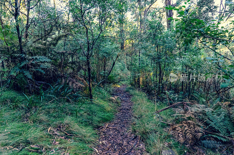 穿越澳大利亚雨林的一条小路。
