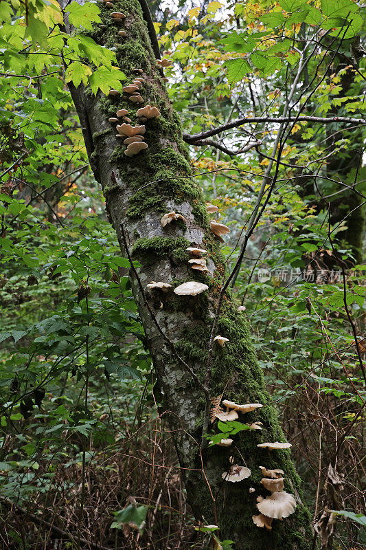 生长在加拿大不列颠哥伦比亚省阴凉树上的蘑菇