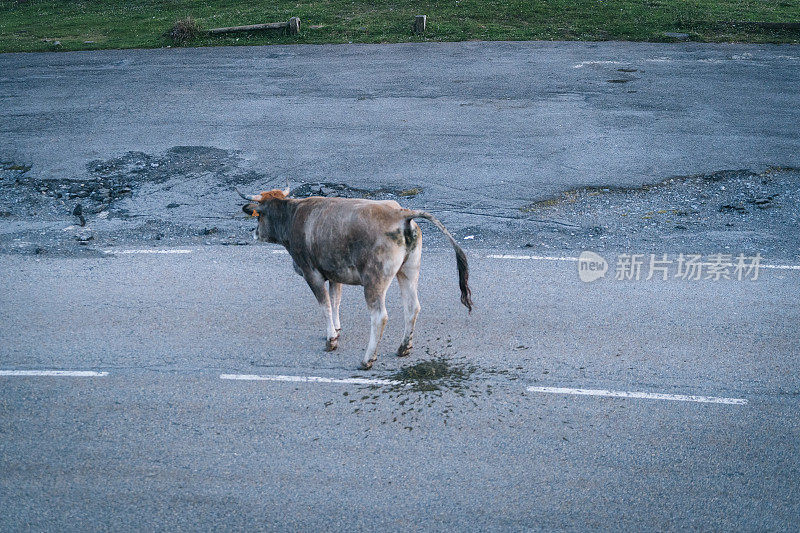 奶牛穿过乡村小路的景象