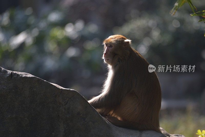 猴子坐在岩石上