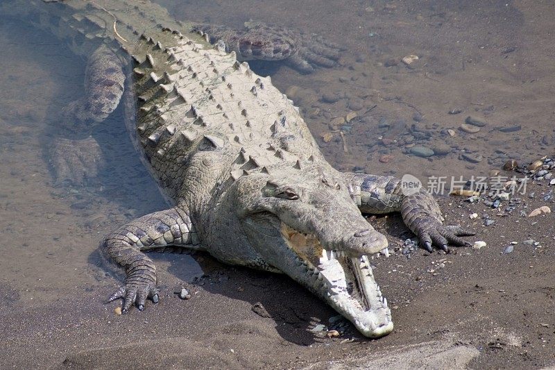 野生鳄鱼，冷血动物