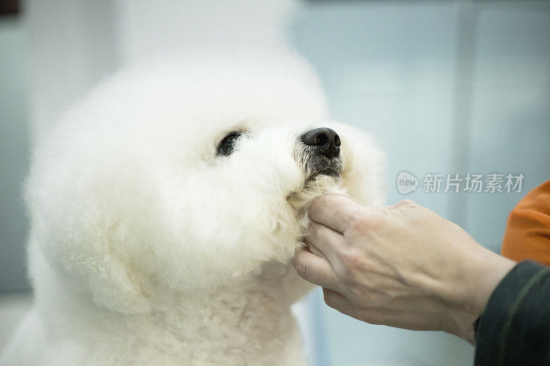 小白犬品种卷毛比雄在美容沙龙理发。宠物护理