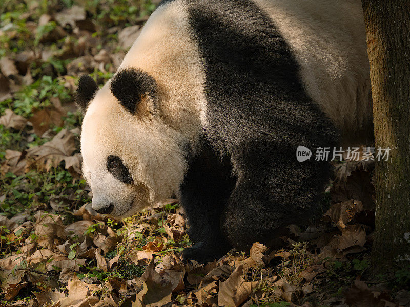 成都大熊猫在阳光下