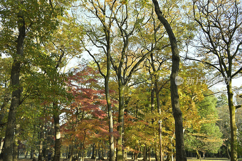 日本东京，小金井公园(2021年11月)