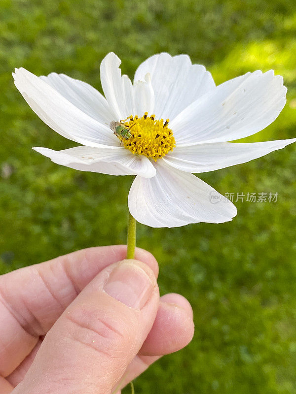 微型蜜蜂在宇宙花上的微距照片