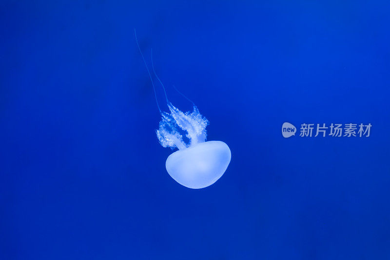 漂浮在水中的水母