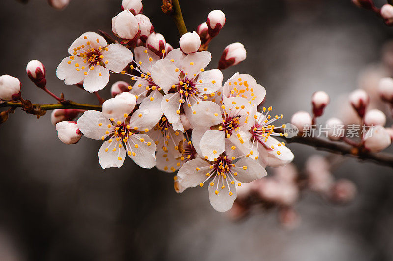 春天粉红色的花