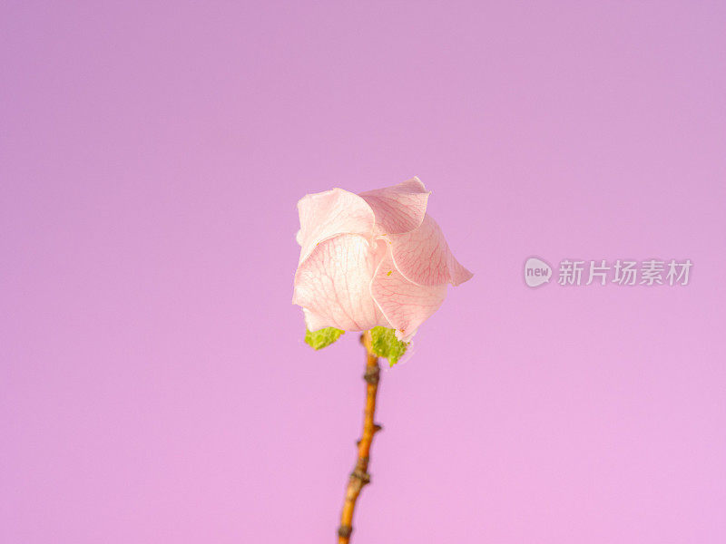 榅桲花盛开的照片在粉红色的背景。